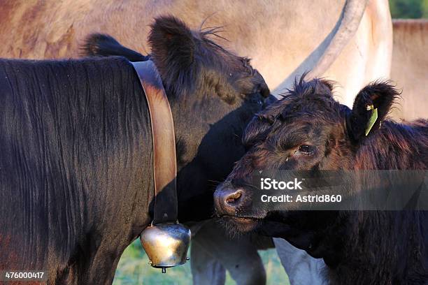 Dexter Cattle Stock Photo - Download Image Now - Agriculture, Allgau, Allgau Alps