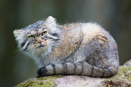 Pallas cat, or manul, lives in the cold and arid steppes of central Asia. Winter temperatures can drop to 50 degrees below zero.