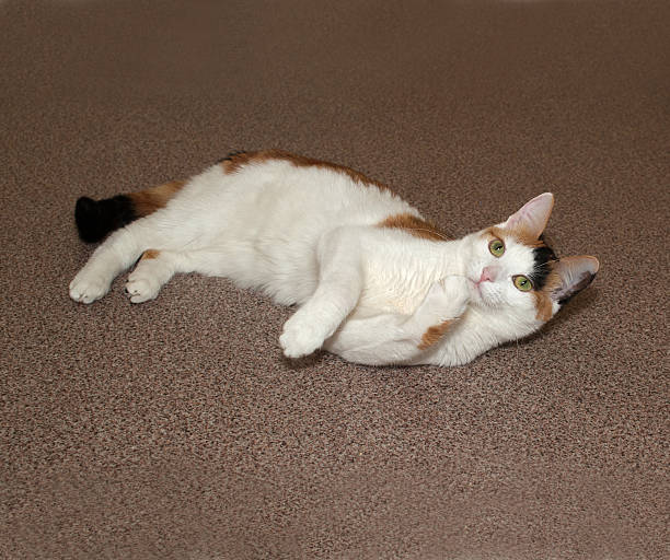 istock Tricolor cat lying on floor 476001680