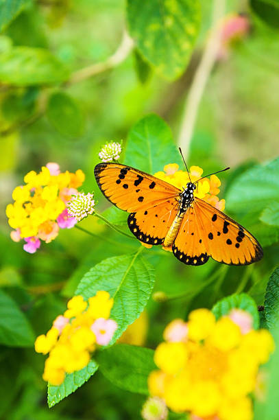 istock Butterflies and flowers 476004054