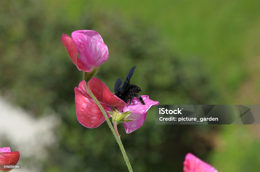 violet Abeille menuisière - Photo de 2015 libre de droits