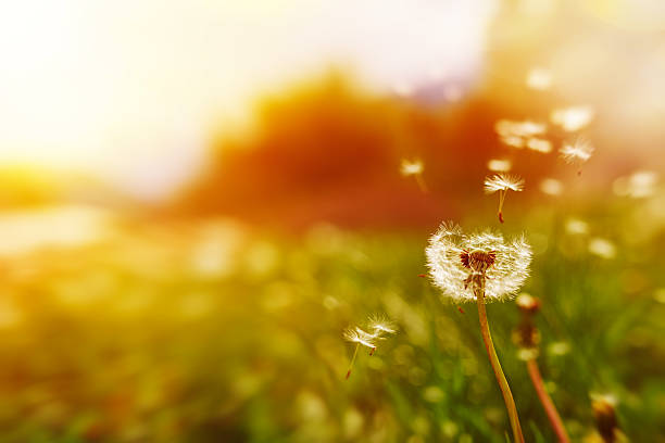 windy dandelion in spring time - bloemblaadje fotos stockfoto's en -beelden
