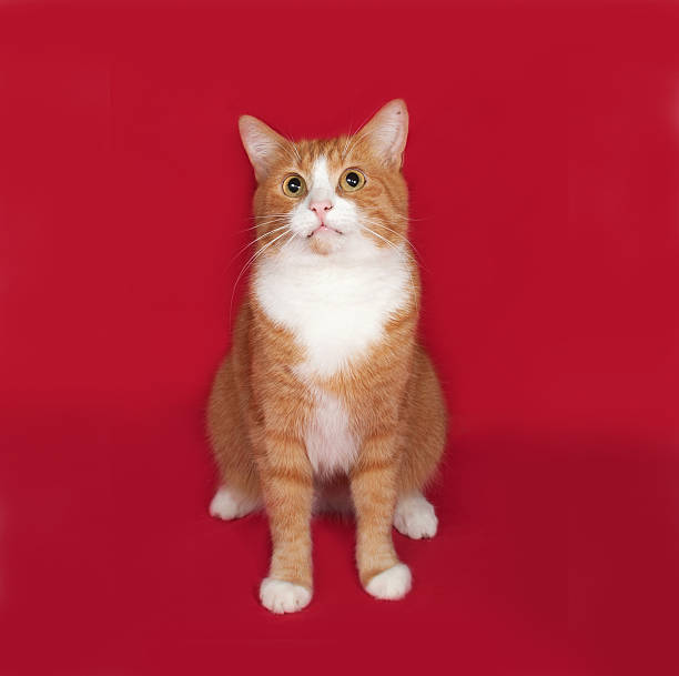 istock Red and white cat sitting on red 476004342