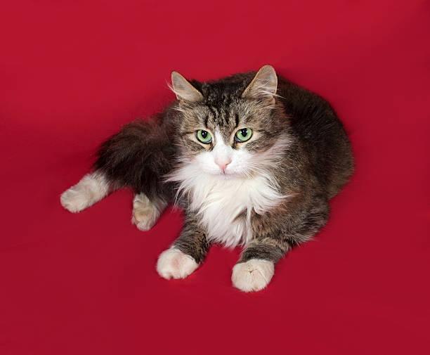 istock Fluffy tabby and white cat lying on red 476004766