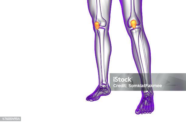 3d Render Medical Illustration Of The Patella Bone Stock Photo - Download Image Now - 2015, Anatomy, Cartilage
