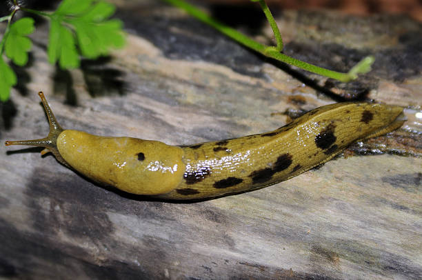 istock closeup of a slug 476005034