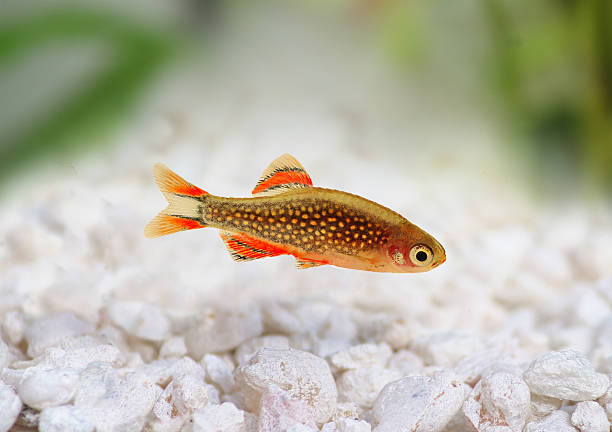 галактика rasbora danio margaritatus, жемчуг danio пресноводный аквариум рыба - freshwater pearl стоковые фото и изображения