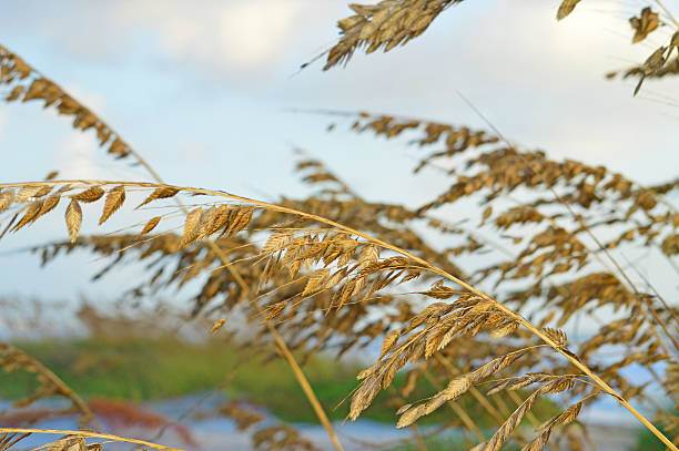 These Sea oats are on the East Coast of Florida, along Cocoa Beach.  Remarkably - Sea oats are typically found on loose sands of upper beaches, and the more exposed and accreting areas of dunes such as foredunes and dune crests. It is one of the few species that are able to establish and grow in this dynamic beach zone. Sea oats thrives and is actually stimulated where sand is actively accumulating.