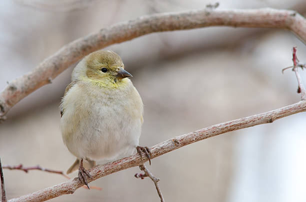 istock American Goldfinch (Spinus tristis) 476006729
