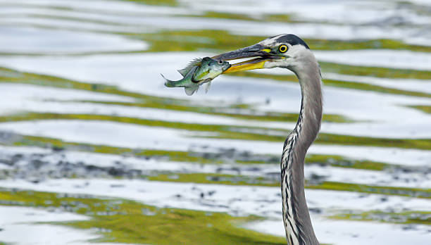 istock Great Blue Heron catches a Bluegill in soft focus 476007097