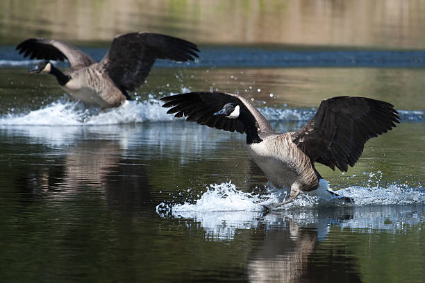 istock Canadian goose landing on water 476007239