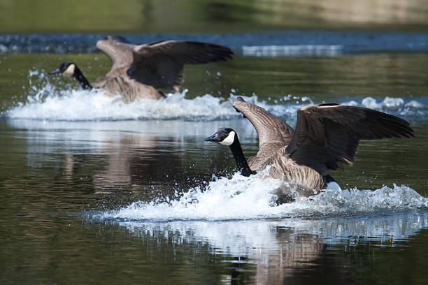 istock Canadian goose landing on water 476007263