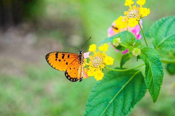 istock Butterflies and flowers 476007706