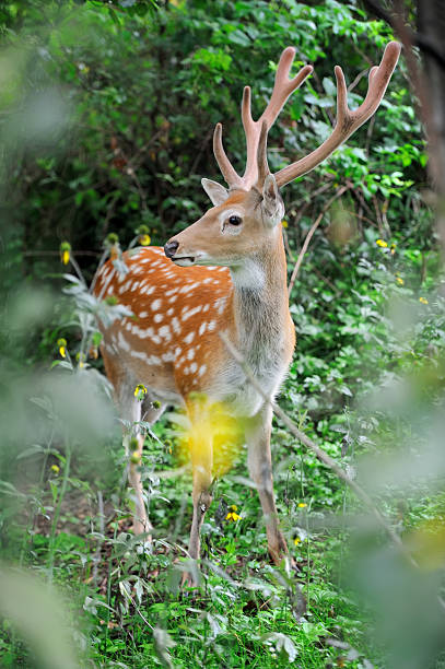 istock Whitetail Deer standing in summer wood 476008010