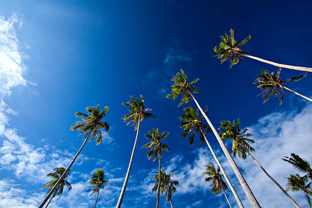 palm trees stock photo