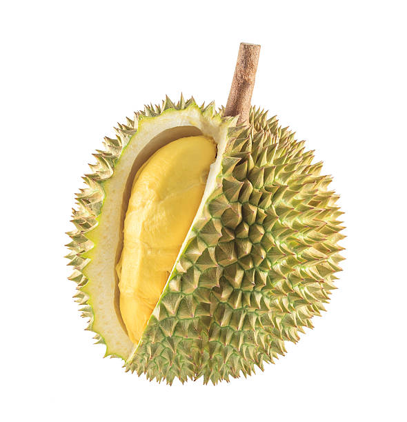Durian fruit isolated Durian fruit isolated on white background pics of a spiky fruit stock pictures, royalty-free photos & images