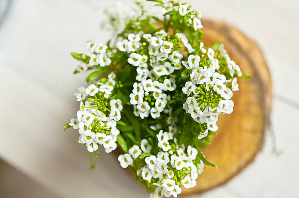istock Small white flowers on a wooden background 476008194