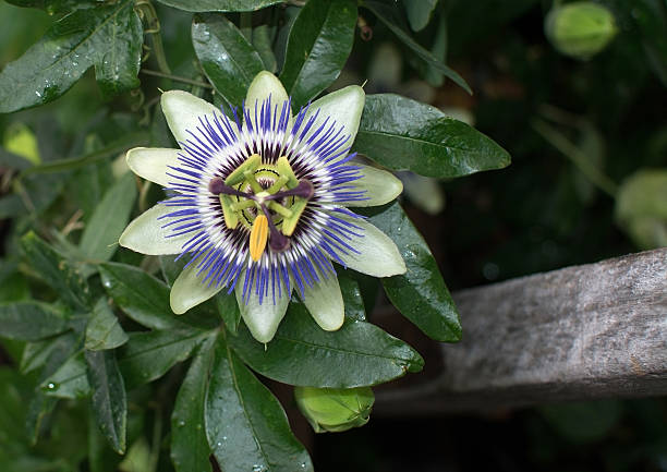 istock Purple and white Passion flower 476008444