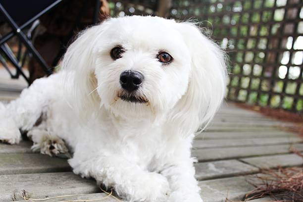 Cute Maltese Puppy Stock Photo - Download Image Now - Animal, Bright, Close-up - iStock Cute Maltese Puppy Stock Photo - Download Image Now - Animal, Bright, Close-up - iStock