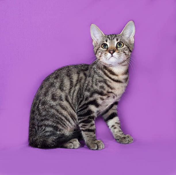 istock Small striped kitten sitting on lilac 476009026