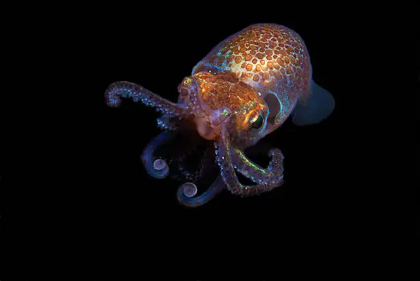 Found hunting at night, the Hawaiian Bobtail squid, Euprymna scolopes displays amazing colors through its light emitting organs.  They are common in sand flats around the Hawaiian islands.