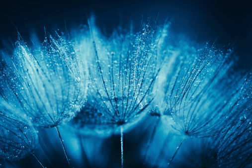 Macro dandelion seed with water drops