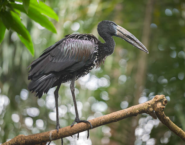 African Openbill Stork (Anastomus lamelligerus) African Openbill Stork (Anastomus lamelligerus), Sub Sahara Africa african openbill anastomus lamelligerus stock pictures, royalty-free photos & images