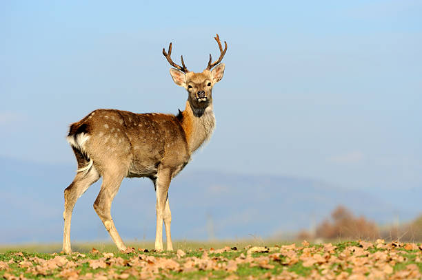 istock Whitetail Deer standing in autumn day 476009682
