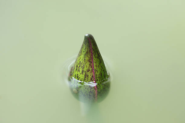 Lotus buds in the pond