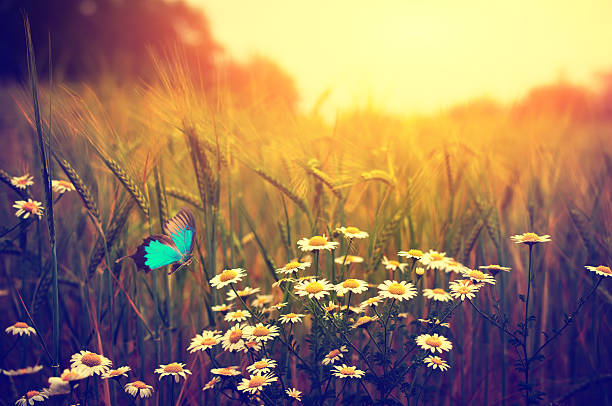 papillon volant prairie de printemps des fleurs de marguerite - field daisy vibrant color bright photos et images de collection