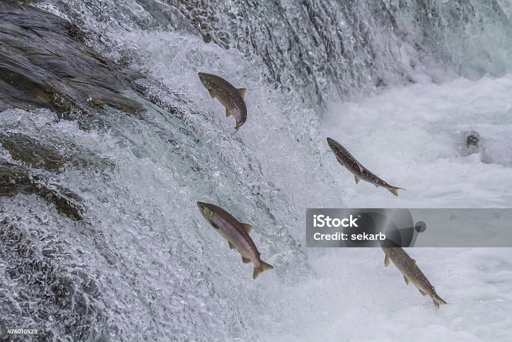 Salmón rojo salto de las cataratas - Foto de stock de Salmón - Animal libre de derechos