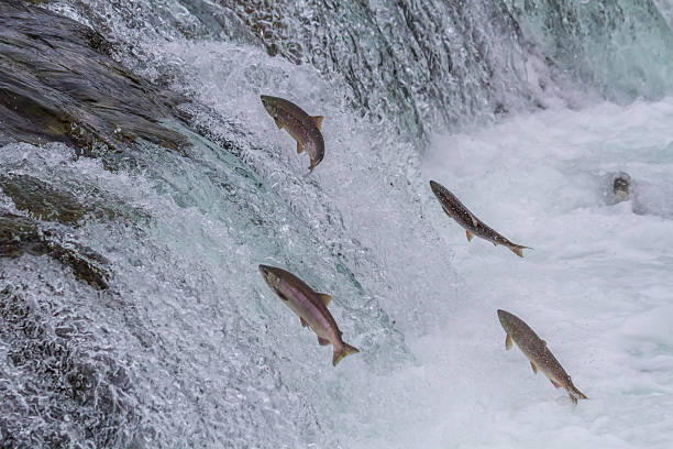 istock Sockeye Salmon Jumping Up Falls 476010523
