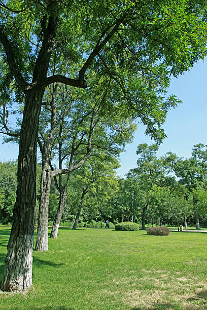 istock afforestation landscape in a park 476011251