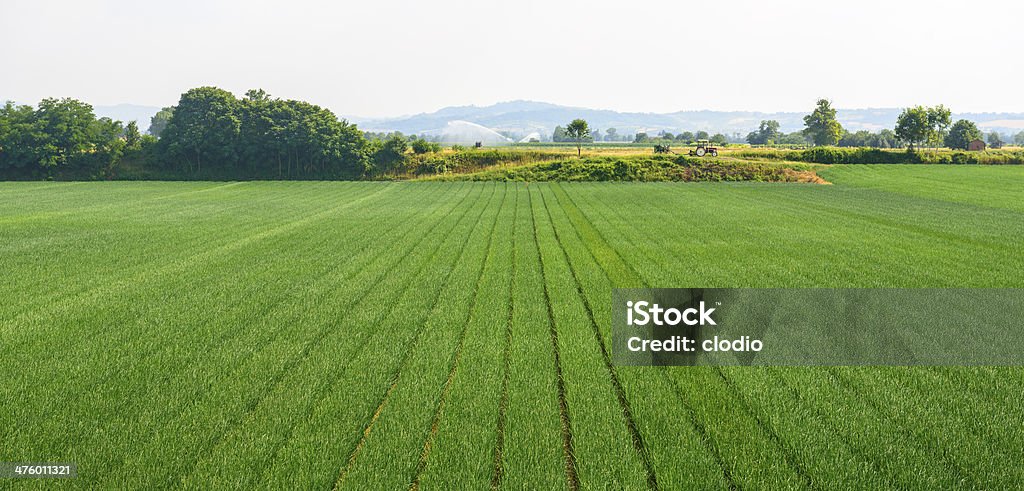 Campos cerca de Voghera - Foto de stock de Italia libre de derechos