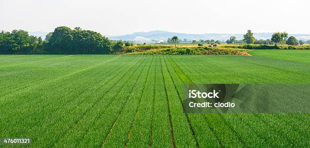Campos Cerca De Voghera Foto de stock y más banco de imágenes de Italia - Italia, Agricultura, Aire libre