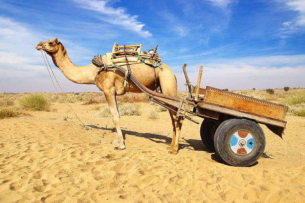 istock Camel Festival in Bikaner, India 476011867