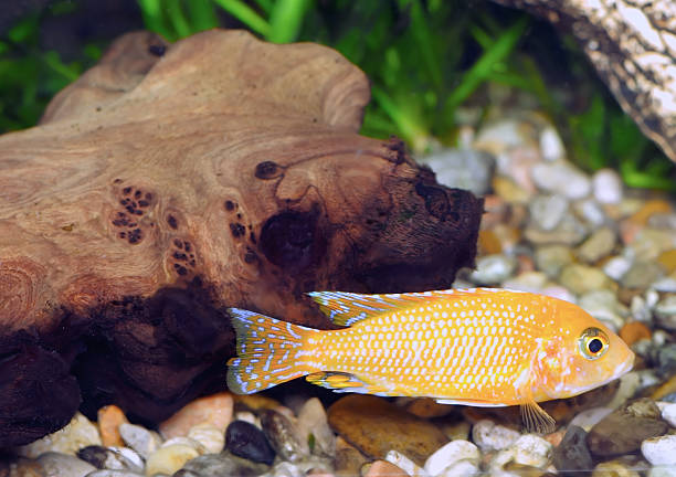 istock Aquarium Fish dwarf Cichlid-Aulonocara. 476011879