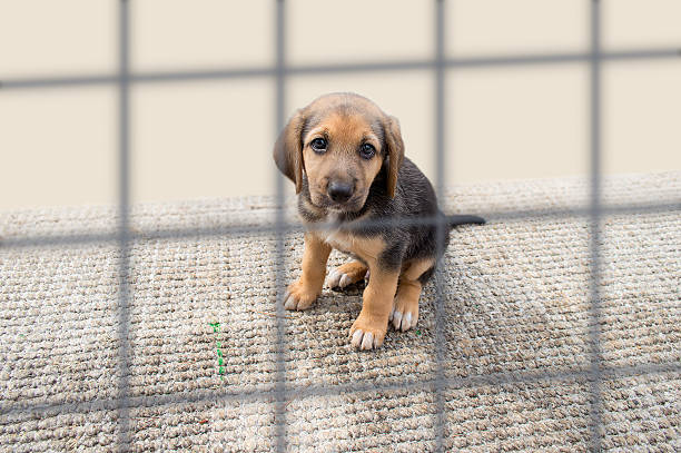 sad puppy in a kennel sad dog in a cage at the pound animal welfare photos stock pictures, royalty-free photos & images