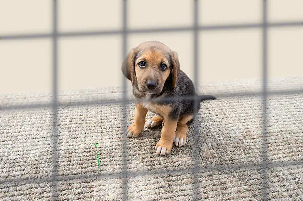 Photo of sad puppy in a kennel