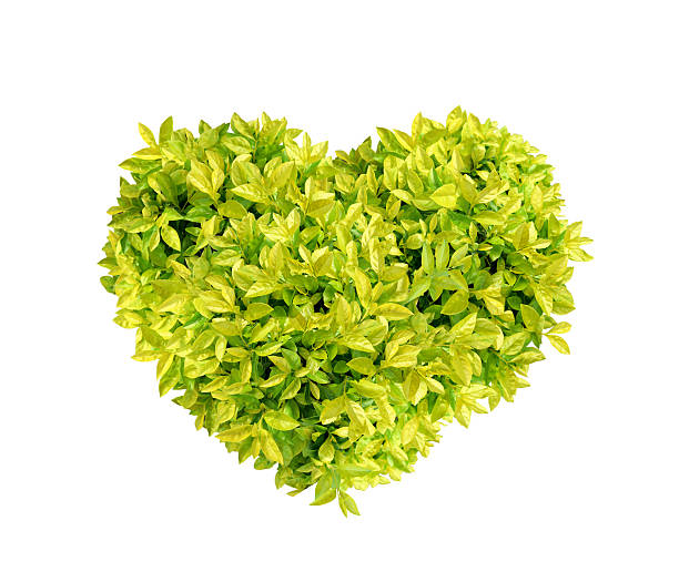 istock Heart Golden dewdrop, Pigeon berry isolated on white background 476013580