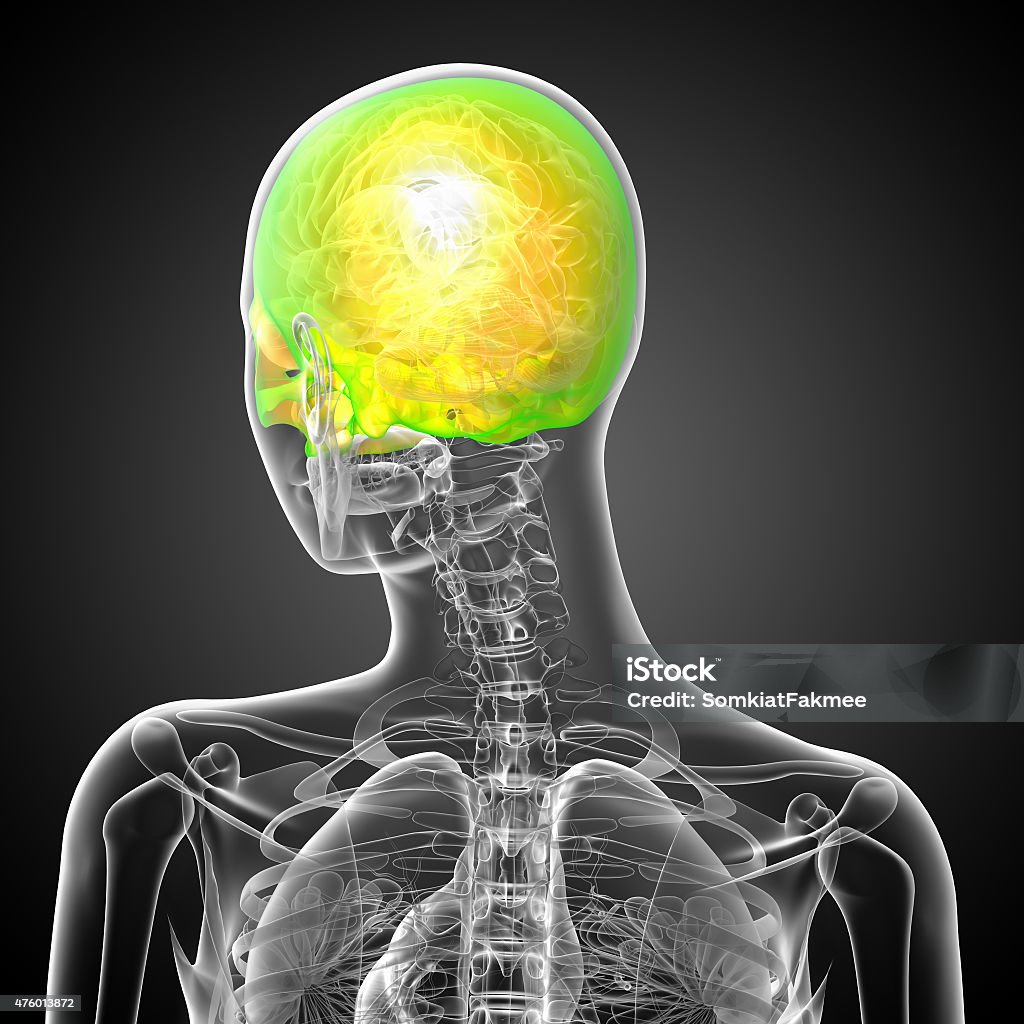 3d render medical illustration of the upper skull 3d render medical illustration of the upper skull - back view 2015 Stock Photo