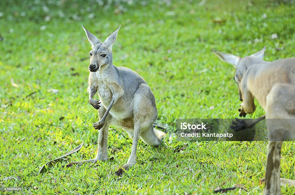 Kangourou - Photo de Australie libre de droits
