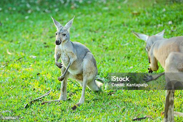 Canguru - Fotografias de stock e mais imagens de Animal - Animal, Ao Ar Livre, Austrália