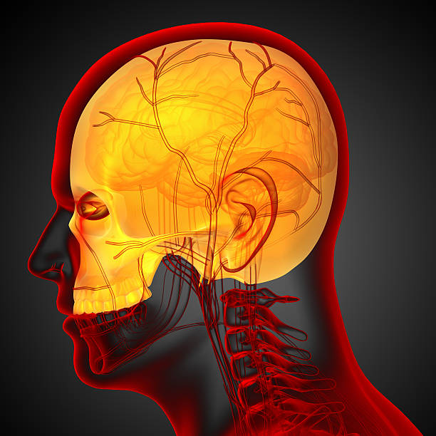 istock 3d render medical illustration of the upper skull 476015026
