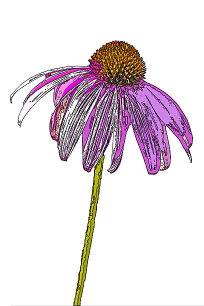 Beautiful pink Echinacea flowers blooming outdoors, closeup