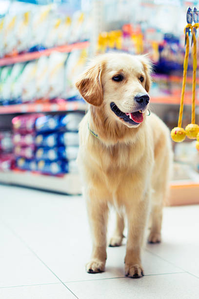 istock Curious golden retrier in pet store 476015291