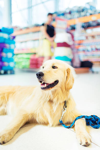 istock Golden retriever lying down in pet store 476015297