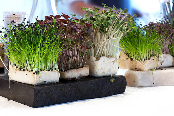 istock Fresh green watercress 476015303