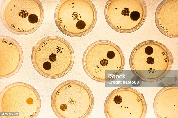 Crescita Di Batteri In Piastre Petri - Fotografie stock e altre immagini di Piastra Petri - Piastra Petri, Antibiotico, Macrofotografia