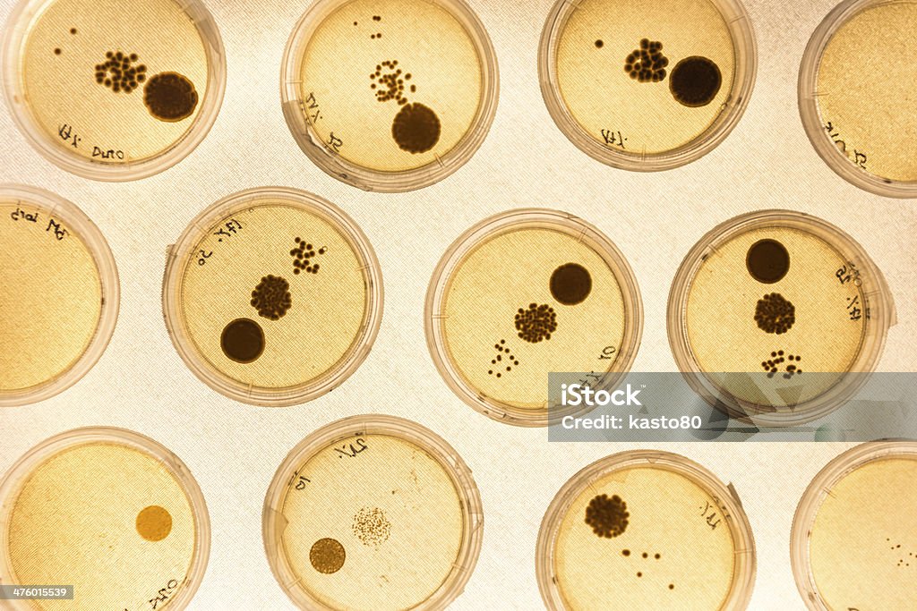 Growing Bacteria in Petri Dishes. Growing Bacteria in Petri Dishes on agar gell as a part of scientific experiment. Petri Dish Stock Photo